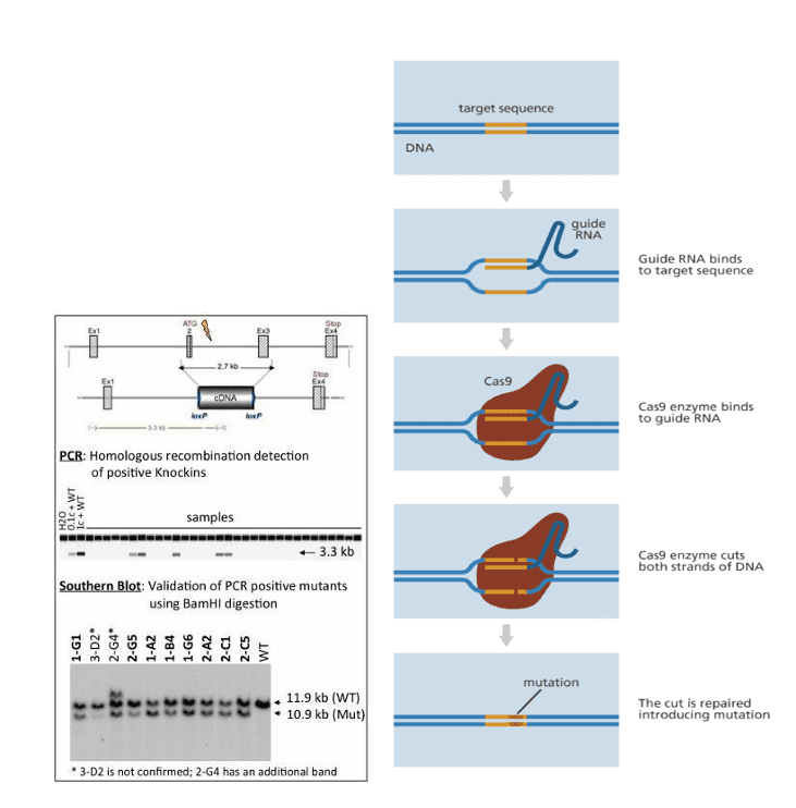 CRISPR: Revolutionizing Genetics